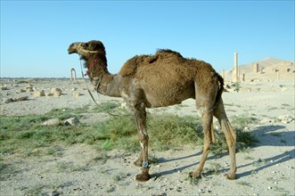 Camel (Camelus dromedarius) at the ancient city of Palmyra