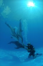 Scuba diver and Bottlenose Dolphins (Tursiops truncatus)