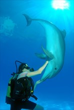 Scuba diver and a Bottlenose Dolphin (Tursiops truncatus)