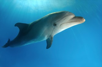 Bottlenose Dolphin (Tursiops truncatus)