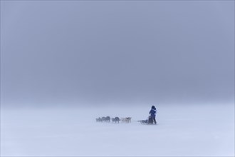 Dog team at Trappers Trail in dense fog