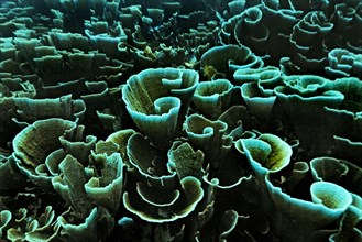 Velvet Coral (Montipora delicatula)
