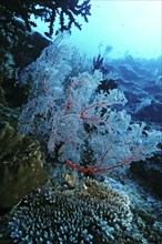 Annella mollis soft coral (Annella mollis)
