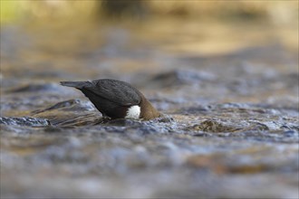 Dipper (Cinclus cinclus)