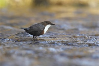 Dipper (Cinclus cinclus) standing in running water