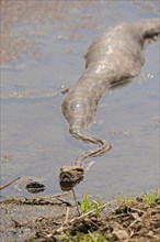 Indian Rock Python (Python molurus) with a full belly in a stream