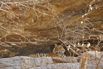 Tiger (Panthera tigris) resting in a cave