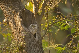 Spotted Owlet (Athene brama) staring from nest in a tree
