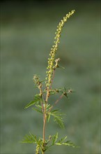 Common Ragweed (Ambrosia artemisiifolia)