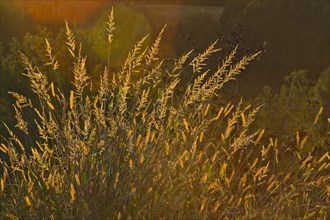 Grasses in the evening light