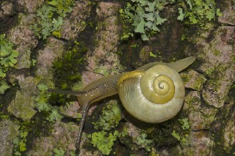 Garden Snail (Cepea hortensis)