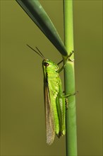 Green Leek Grasshopper (Mecostethus parapleurus)