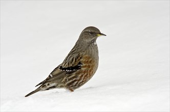 Alpine Accentor (Prunella collaris) in the snow