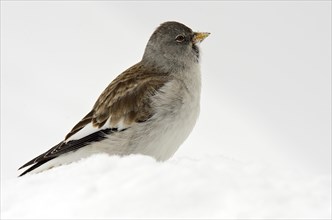 White-winged Snowfinch or Snowfinch (Montifringilla nivalis) in the snow