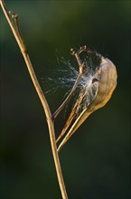 Swallow-wort (Vincetoxicum hirundinaria)