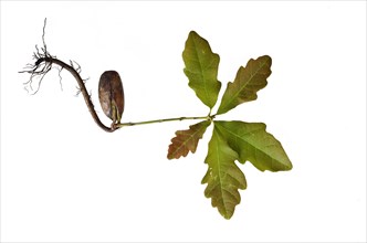 Oak (Quercus) seedling with a root