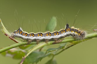 Caterpillar of a Grey Dagger Moth (Acronicta psi)