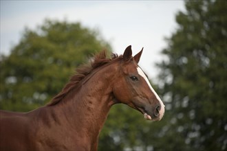 Hanoverian horse