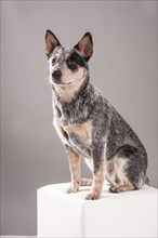 Australian Cattle Dog