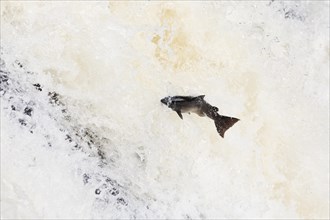 Atlantic salmon (Salmo salar) leaping The Falls of Shin