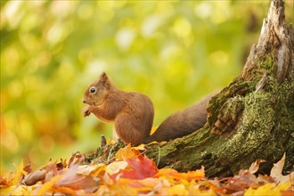 Red squirrel (Sciurus vulgaris) feeding on a cracked hazelnut at the base of a tree stump