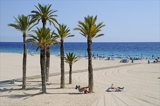 Palm trees on Playa de Poniente beach