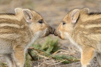 Wild boar (Sus scrofa)