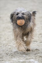 Gos d'Atura or Català Catalan Sheepdog