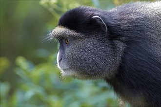Golden Monkey (Cercopithecus kandti)