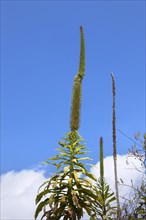 Plants growing on the slopes of Mount Nyiragongo volcano