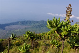 African highland vegetation on the slopes of Mount Nyiragongo volcano