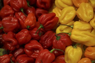 Red and yellow habanero chili peppers at a stand at Fruit Logistica