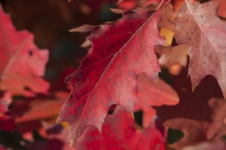 Red autumn leaves of a Northern Red Oak or Champion Oak (Quercus rubra)