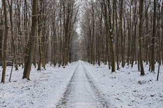 Snow-covered woodland path in a beech forest