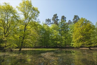 Alluvial forest in spring