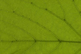 Leaf structure of a Large-leaved Lime (Tilia platyphyllos) in transmitted light