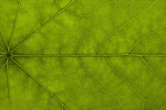 Leaf structure of a Maple (Acer) in transmitted light