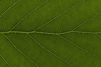 Leaf structure of a Downy Birch (Betula pubescens)
