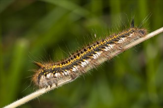 Caterpillar of The Drinker moth (Euthrix potatoria)