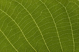 Leaf structure of the Persian Walnut or