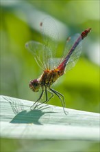 Vagrant Darter (Sympetrum vulgatum) in the obelisk position to protect itself from overheating by the sun