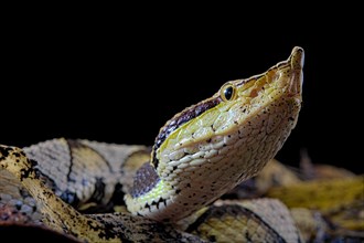 Sharp-nosed viper (Deinagkistrodon acutus)