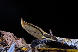 Sharp-nosed viper (Deinagkistrodon acutus)