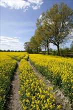 Rape field