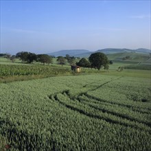 Agricultural landscape