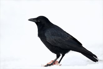 Carrion Crow (Corvus corone corone) scavenging