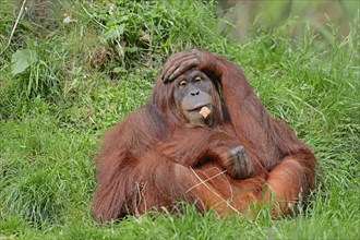 Sumatran Orangutan (Pongo pygmaeus abelii