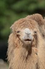 Bactrian Camel (Camelus ferus bactrianus