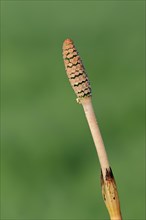 Field Horsetail or Common Horsetail (Equisetum arvense)