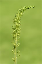 Common twayblade (Listera ovata)